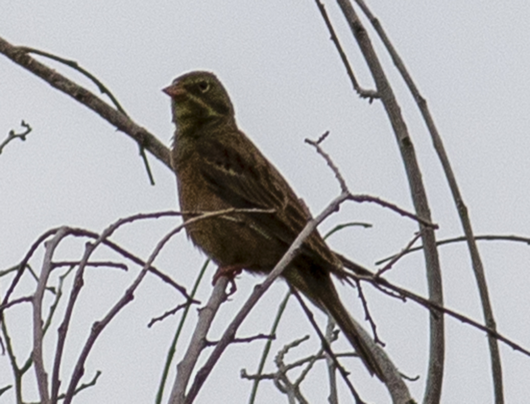 Ortolan Bunting
