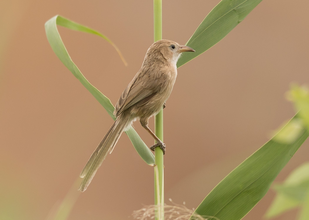 Iraq Babbler