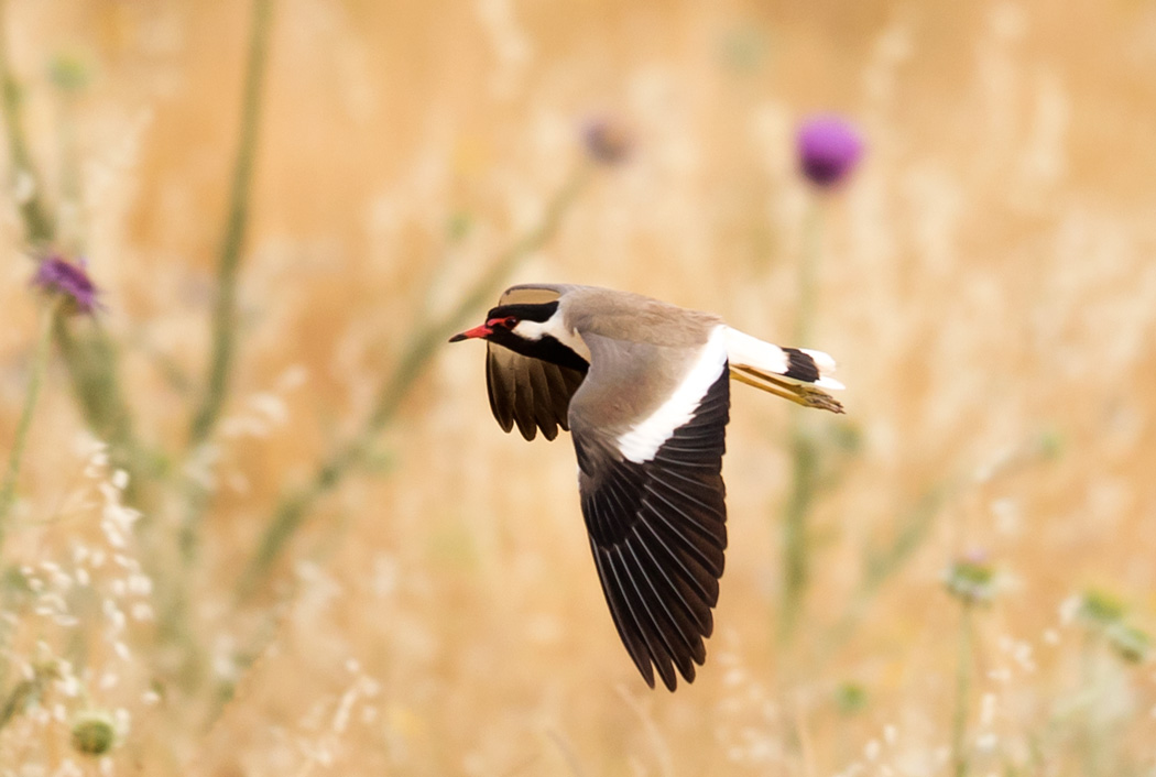 Red-wattled Lapwing