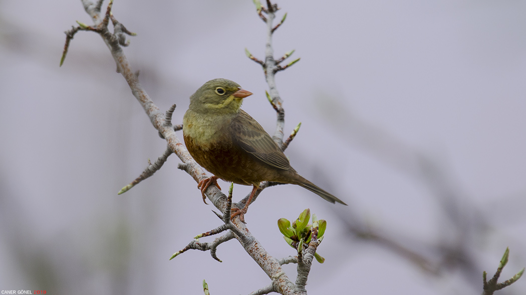 Ortolan Bunting