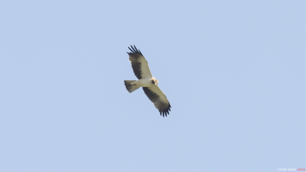 Küçük Kartal