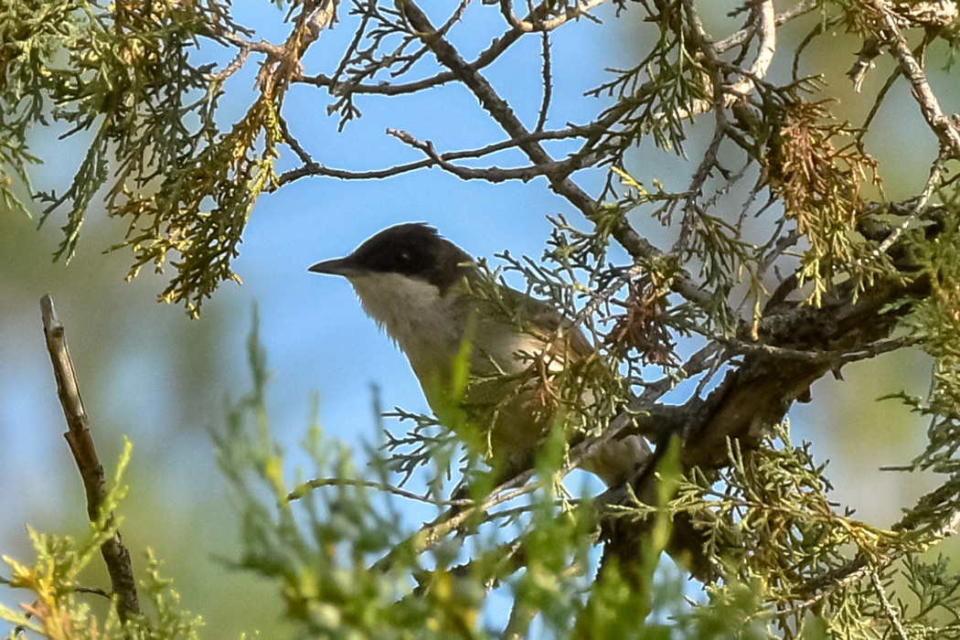 Eastern Orphean Warbler