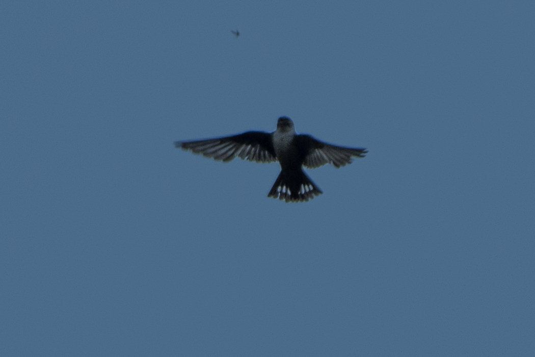 Eurasian Crag Martin