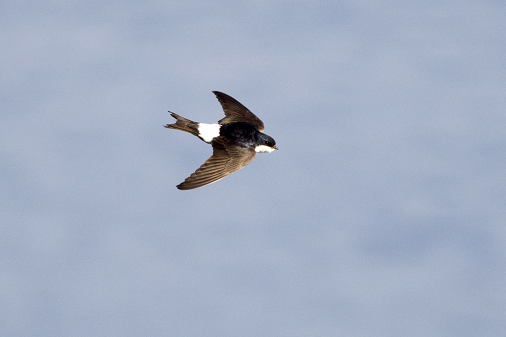 Western House Martin