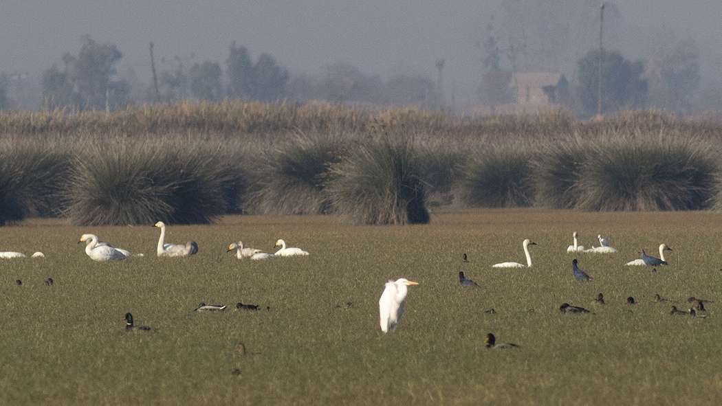 Tundra Swan
