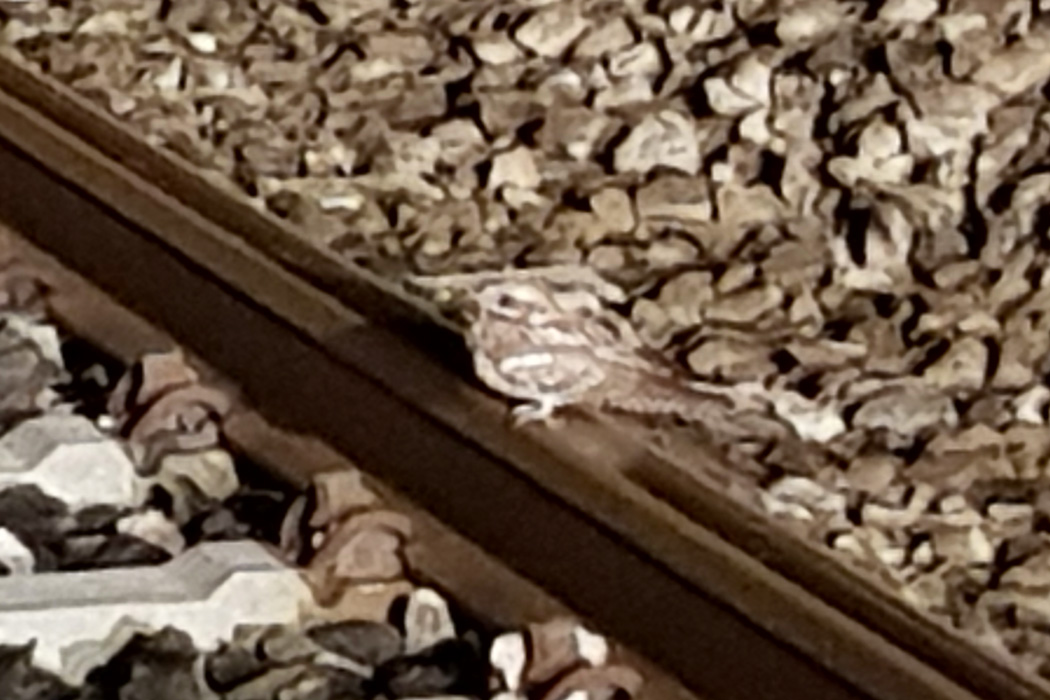 European Nightjar