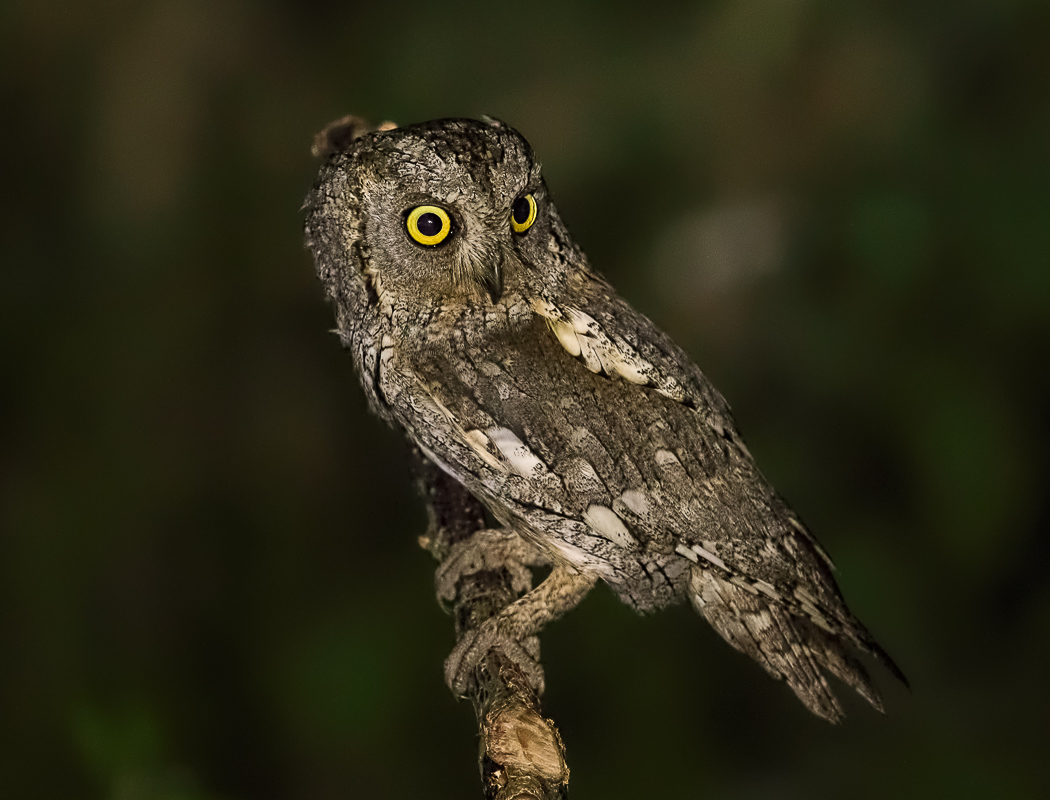 Eurasian Scops Owl