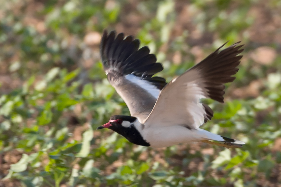 Red-wattled Lapwing