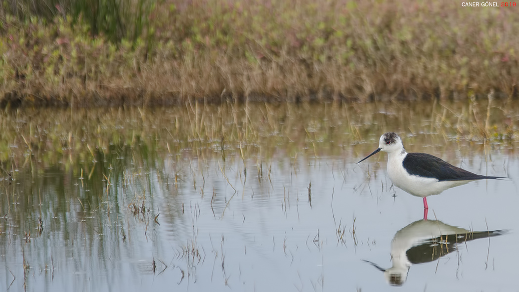 Black-winged Stilt