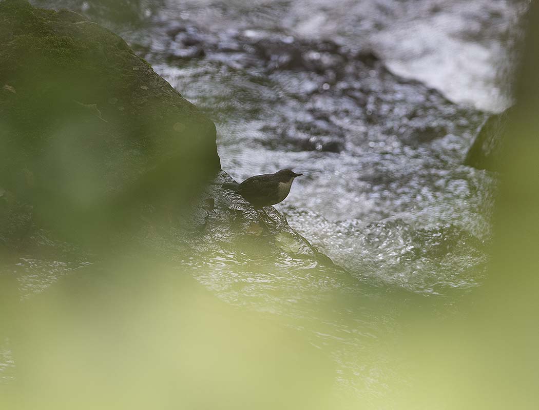 White-throated Dipper