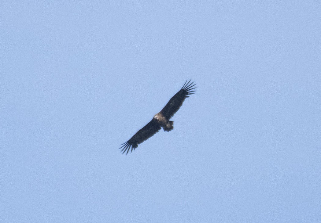 Cinereous Vulture