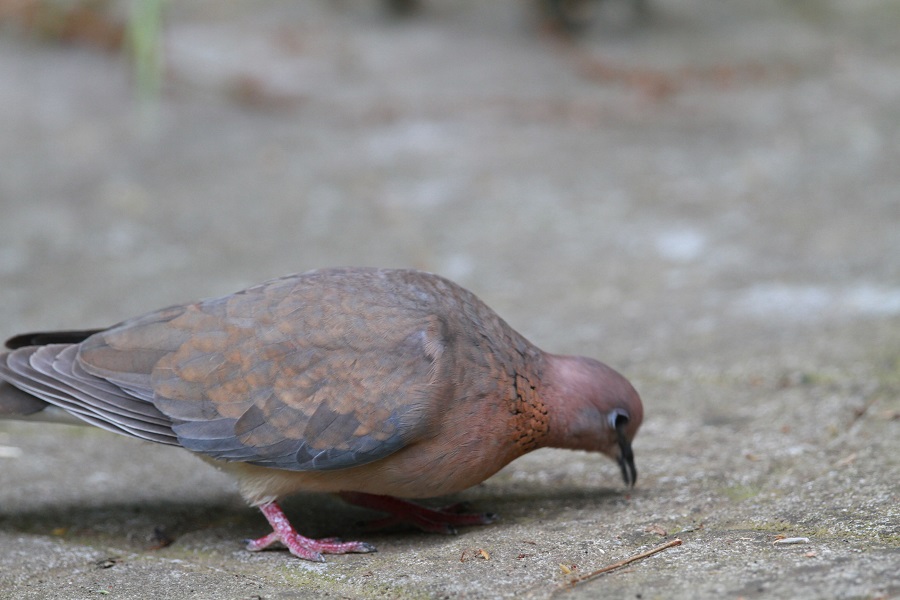Laughing Dove