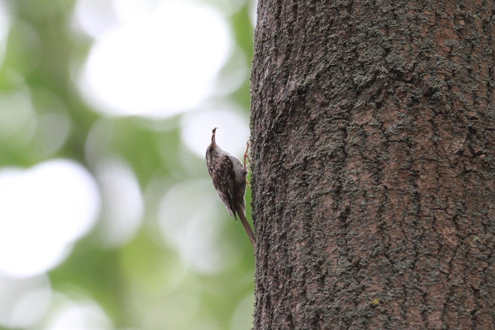 Short-toed Treecreeper