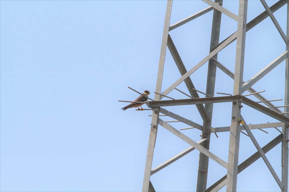 Eurasian Hobby