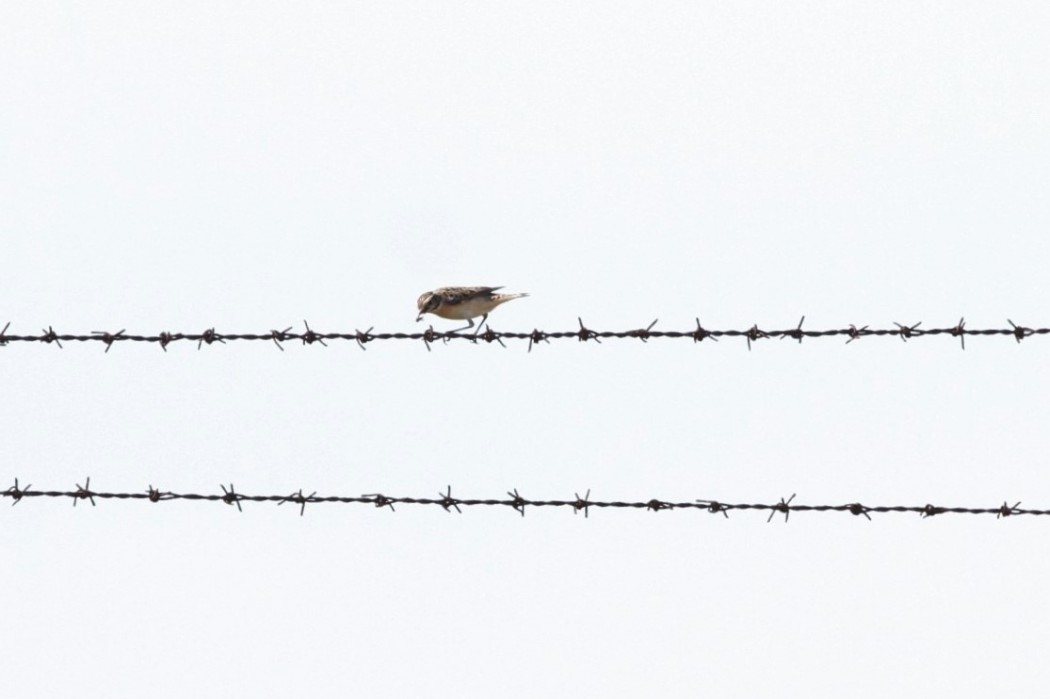 Whinchat