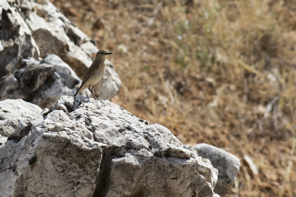 Isabelline Wheatear