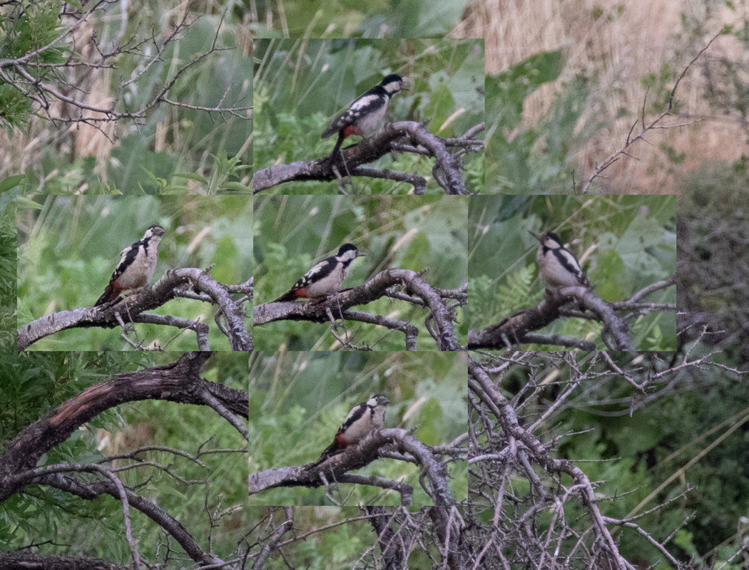 Syrian Woodpecker