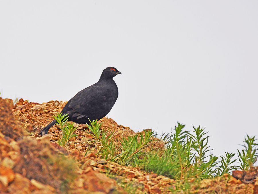 Caucasian Grouse