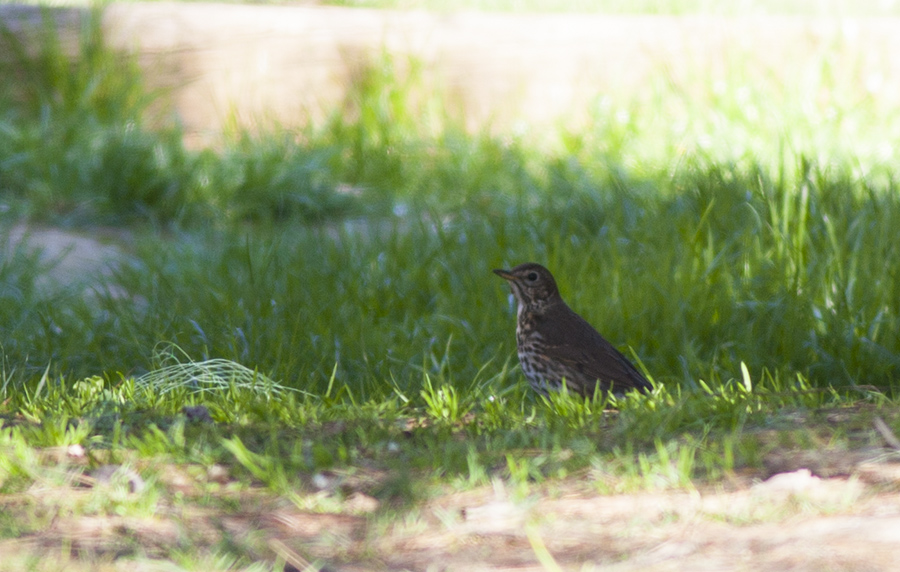 Song Thrush