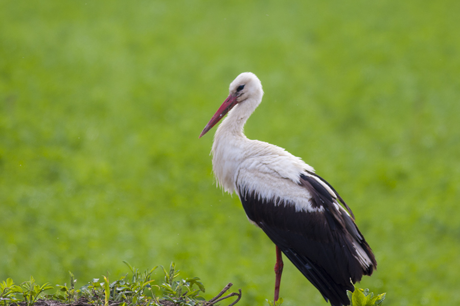 White Stork