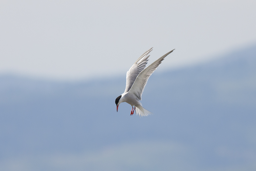Common Tern