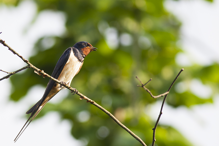Barn Swallow