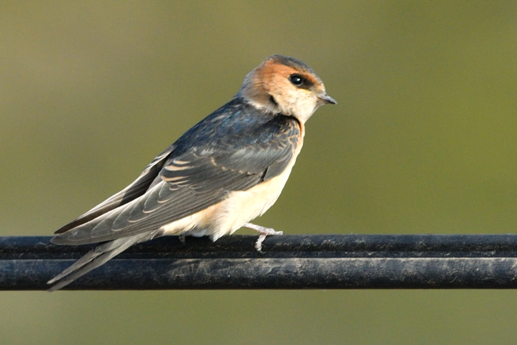 European Red-rumped Swallow