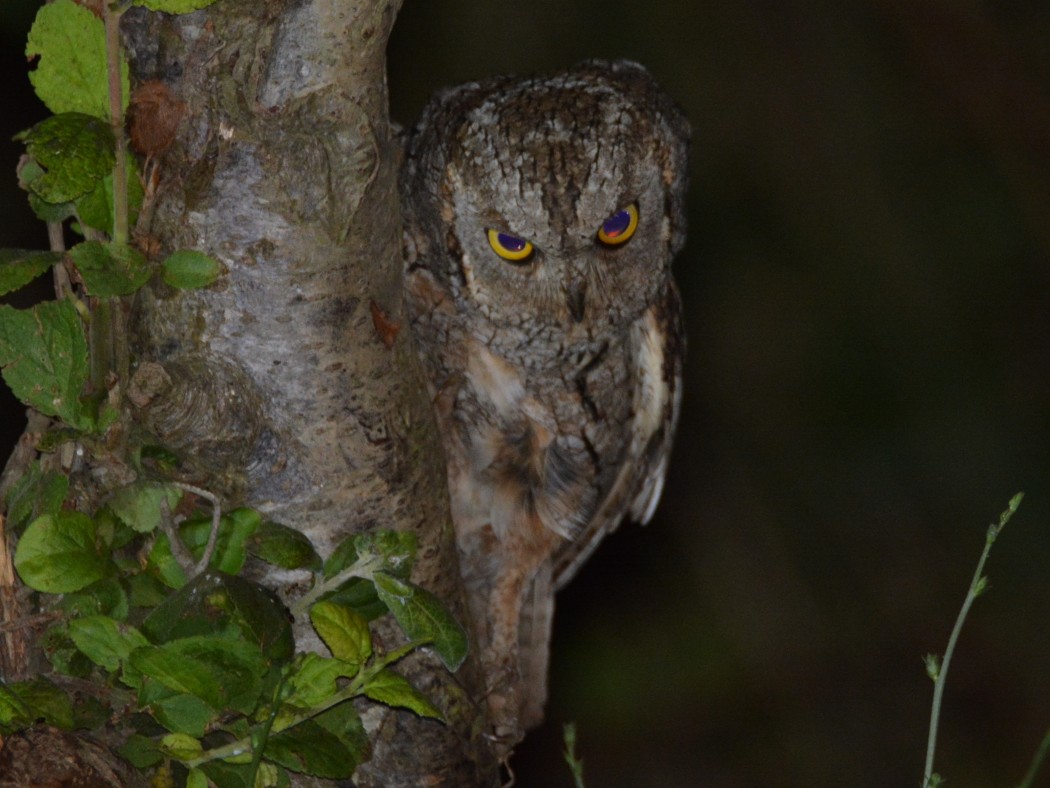 Eurasian Scops Owl
