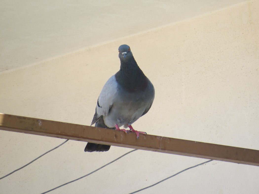 Rock Dove
