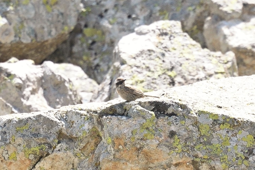 Radde`s Accentor