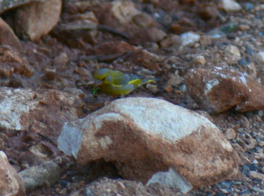 European Greenfinch