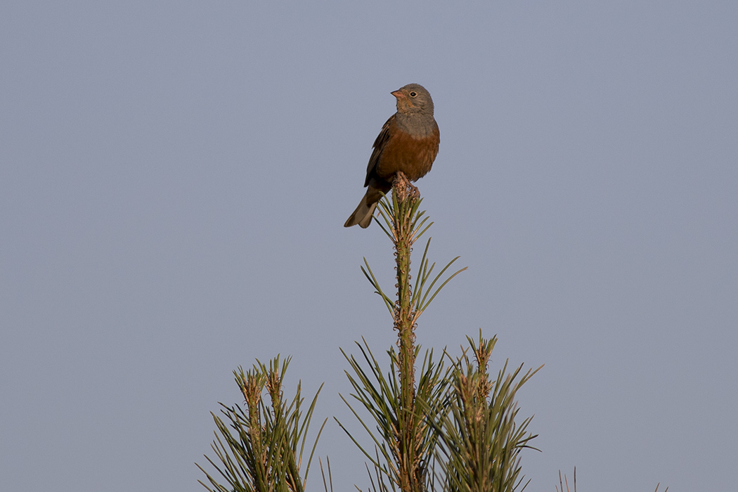 Cretzschmar`s Bunting
