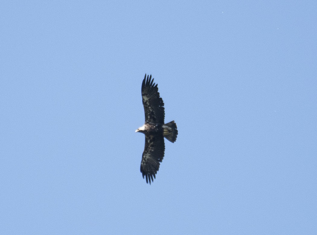 Eastern Imperial Eagle