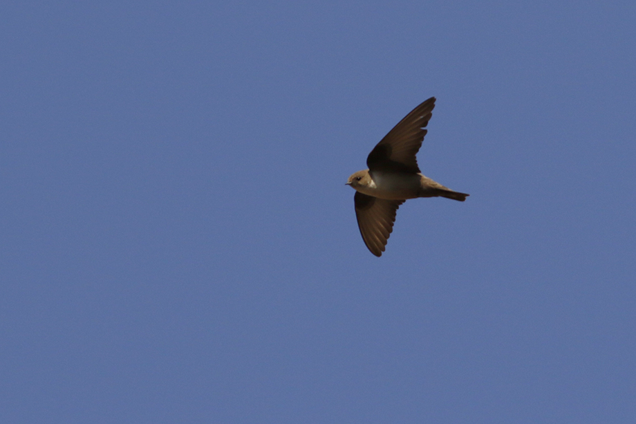Eurasian Crag Martin