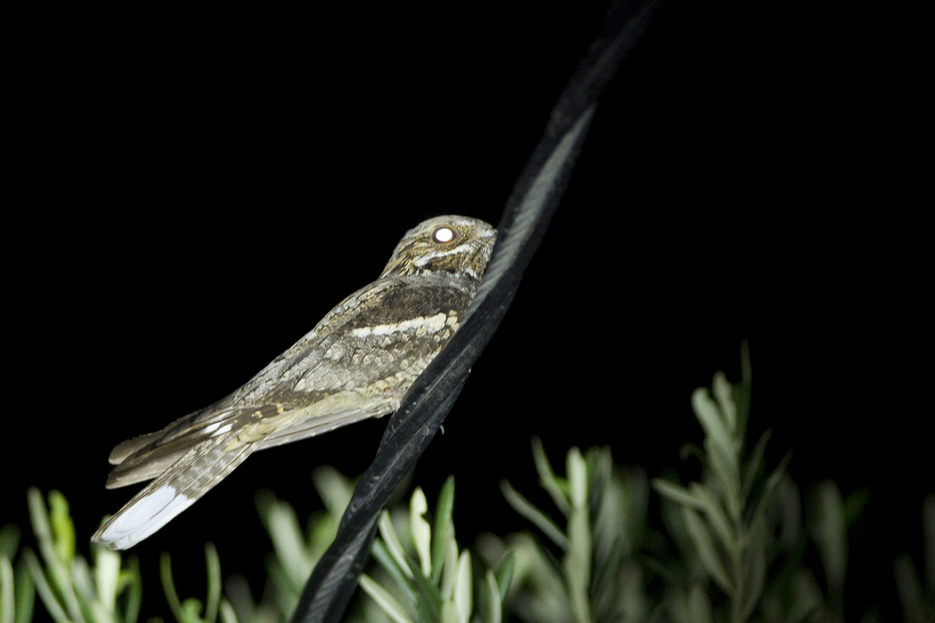 European Nightjar