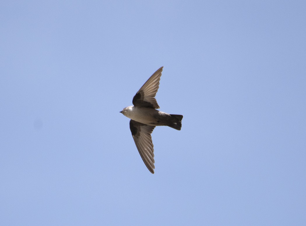 Eurasian Crag Martin