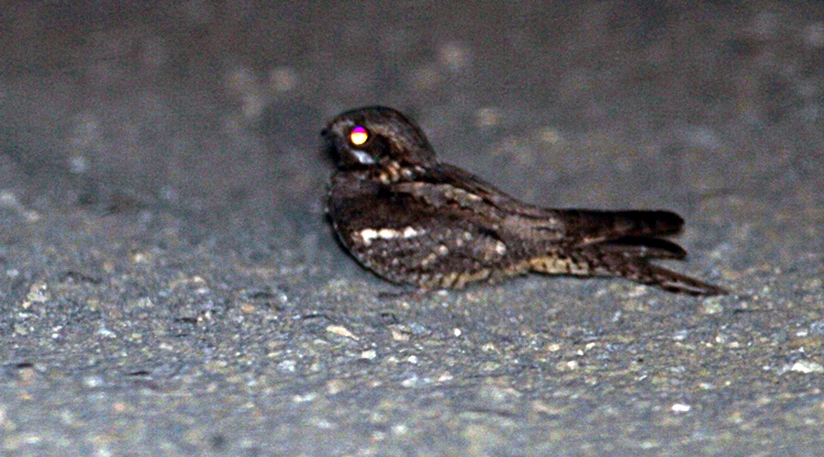 European Nightjar