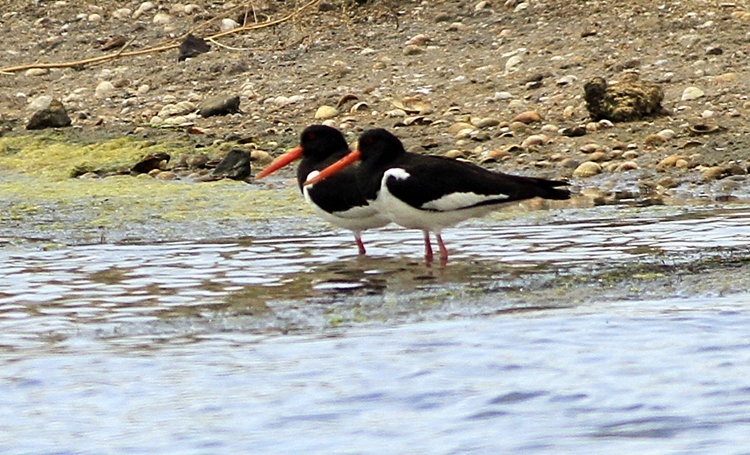 Eurasian Oystercatcher