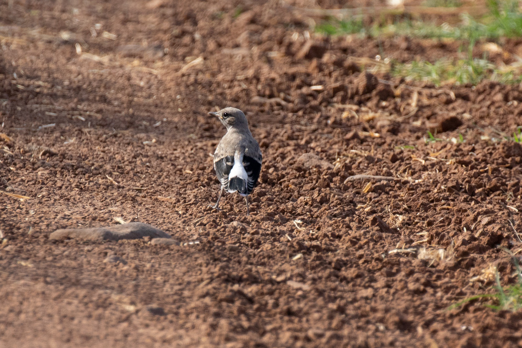 Aksırtlı Kuyrukkakan