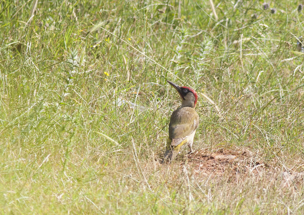 European Green Woodpecker