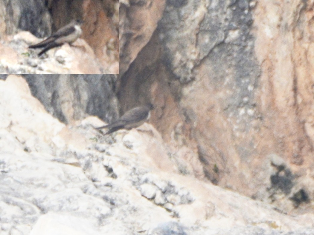 Eurasian Crag Martin