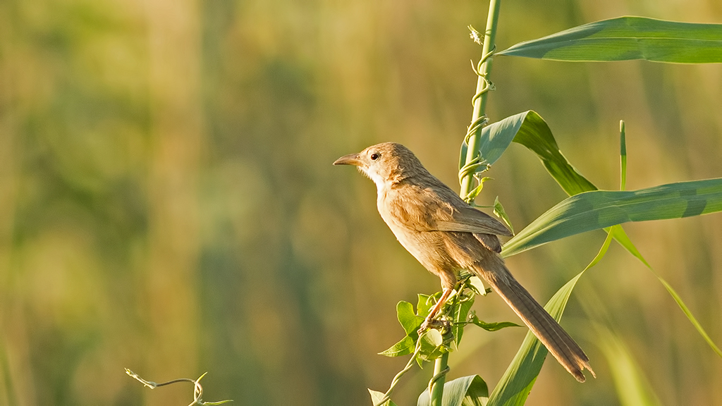 Iraq Babbler