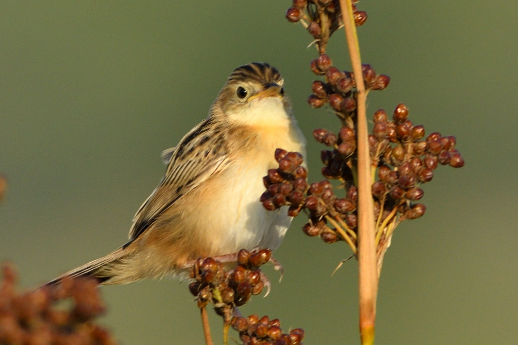 Zitting Cisticola
