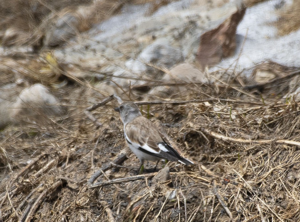 White-winged Snowfinch