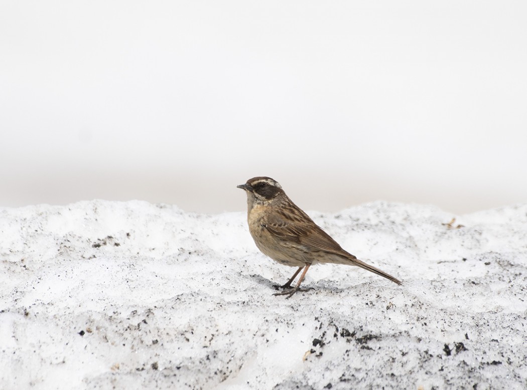 Radde`s Accentor