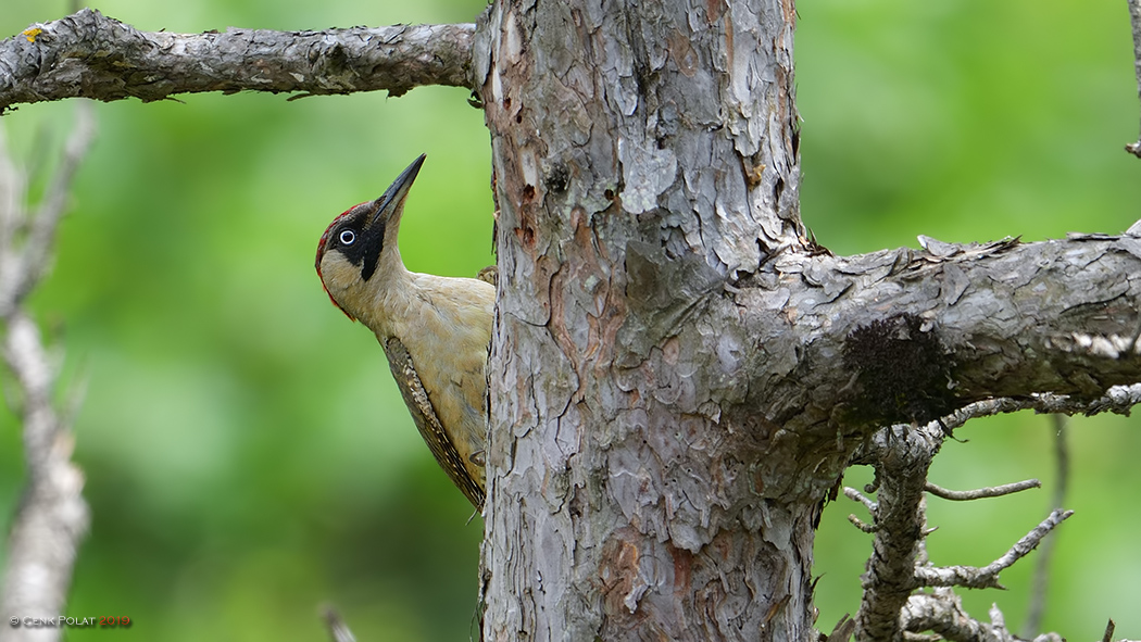 European Green Woodpecker