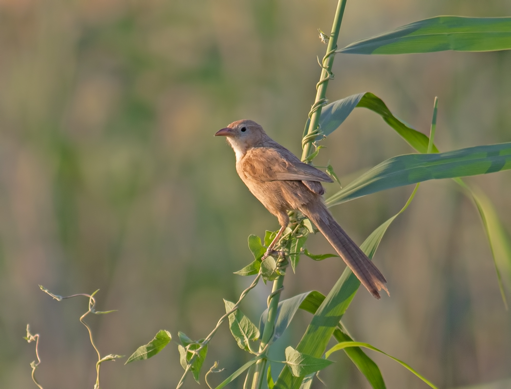 Iraq Babbler
