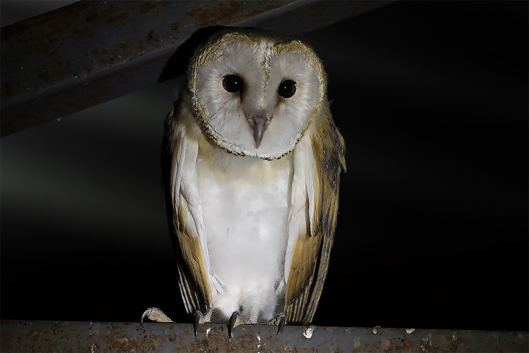 Western Barn Owl