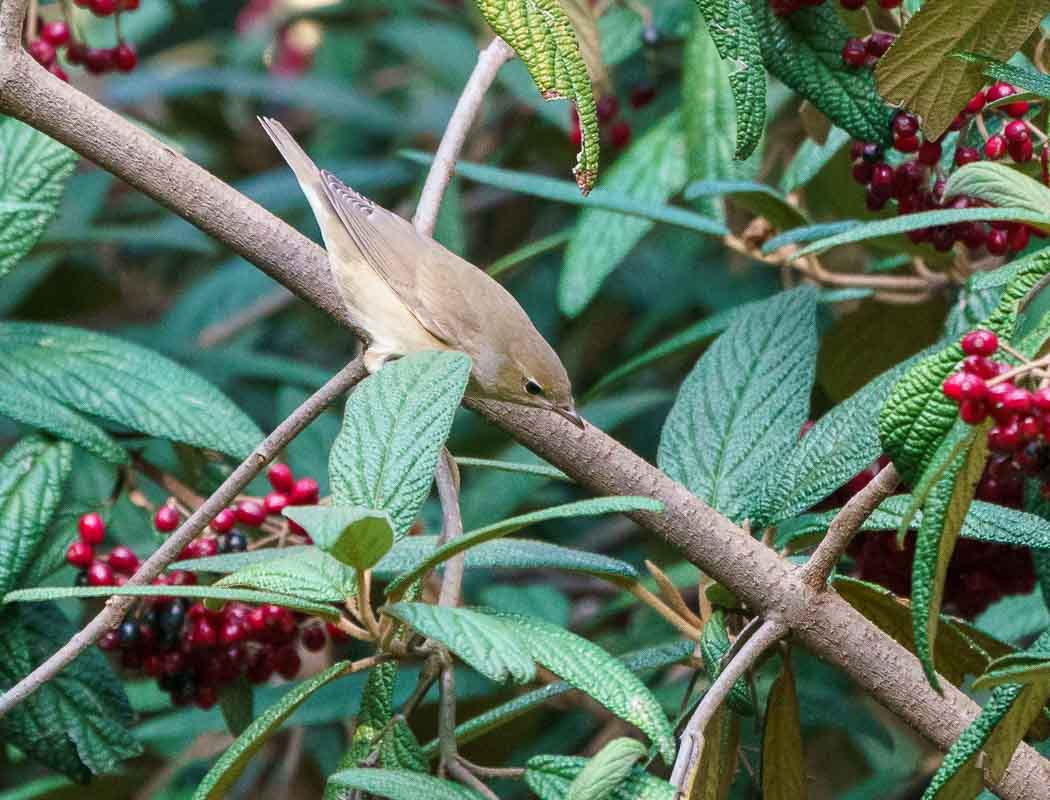 Garden Warbler