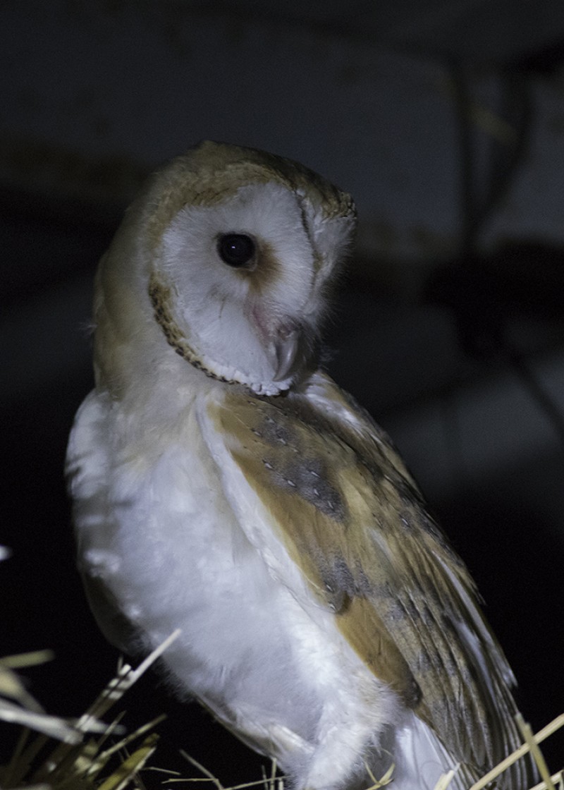 Western Barn Owl